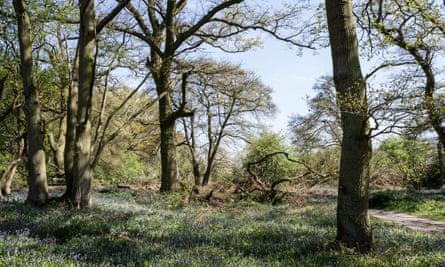 Old Sulehay forest in Northamptonshire, England, UK