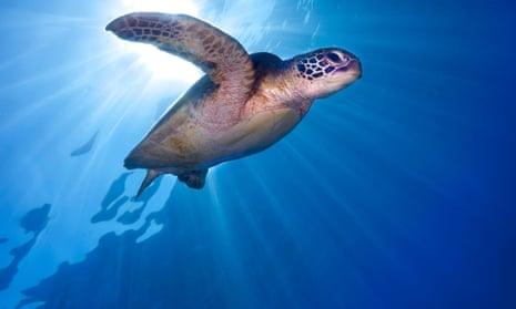 Far north Queensland – home to the glorious Great Barrier Reef.