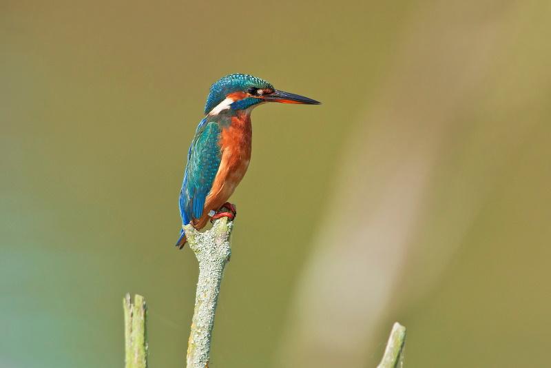 Almere Lepelaarplassen