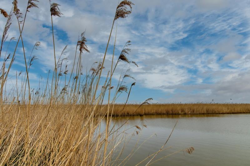 Almere natuur