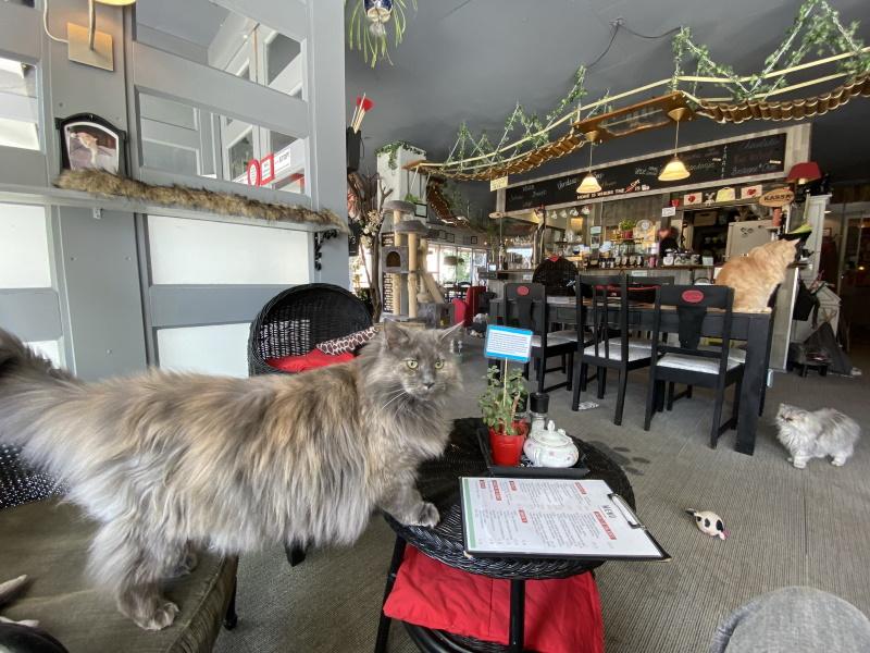 Almere kattencafé